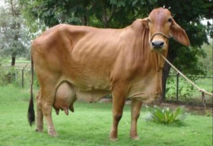 Khet Foods Dairy Farm