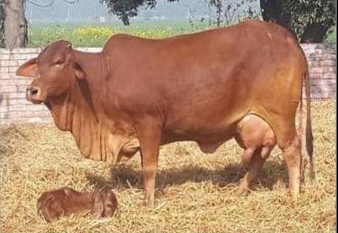 Khet Foods Dairy Farm