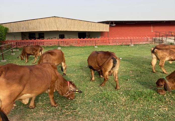 Khet Foods Dairy Farm