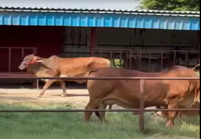 Khet Foods Dairy Farm
