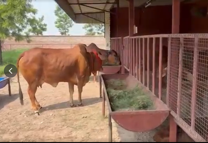 Khet Foods Dairy Farm