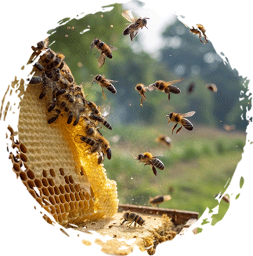 Organic Honey Farms