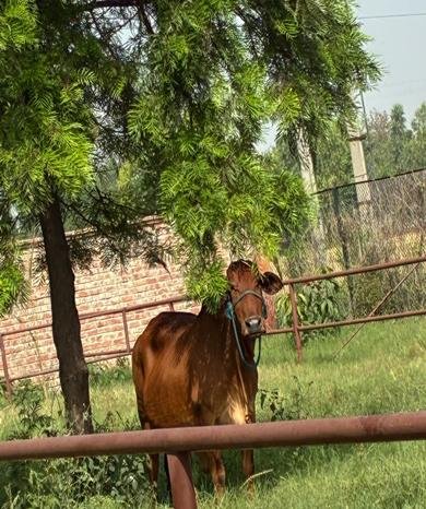 cows in khet foods farm